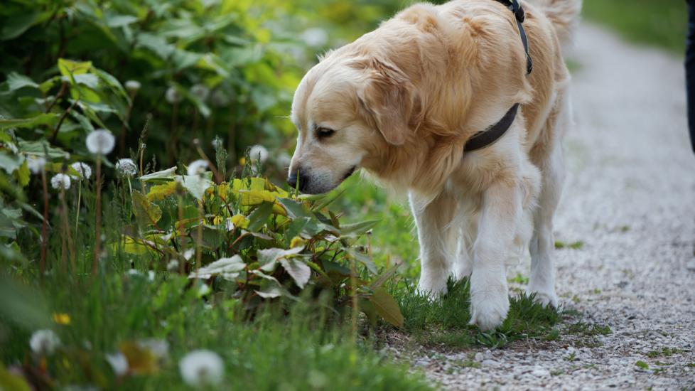 Picture of What Is Herbicide Poisoning in Dogs? | PetMD